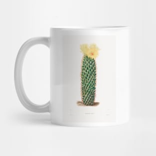 Hedgehog Cactus (Mammillaria Erecta) from Iconographie descriptive des cactées by Charles Antoine Lemaire (1801–1871). Mug